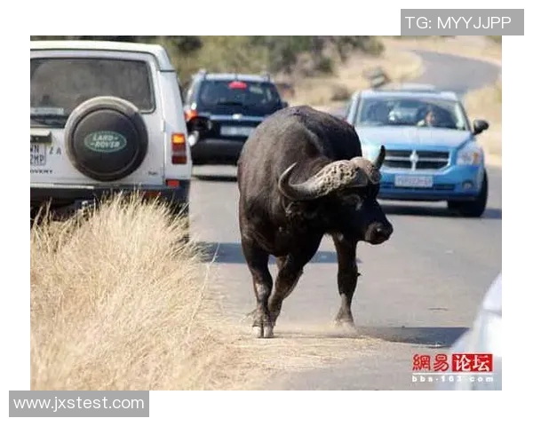 2019年7月7日埃及与南非激战回顾精彩瞬间与赛后分析 2019年7月7日埃及与南非激战回顾精彩瞬间与赛后分析